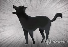 목줄없이 산책하다 시민 다치게 한 60대 견주…"잘못 없다" 발뺌