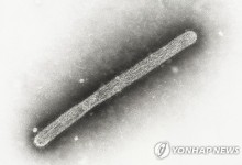 WHO "고병원성 조류인플루엔자 인간감염 올해 76건"