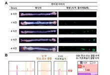 꿀벌부채명나방서 플라스틱 분해 효소 배양 성공