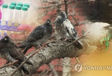 광주 비둘기 배설물서 식중독 병원체 검출…"위생 주의"