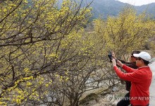 낮 최고 21도 '완연한 봄날씨'…큰 일교차 주의