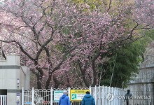 '춘분' 서풍에 봄기운과 미세먼지 같이 몰려와…당분간 포근