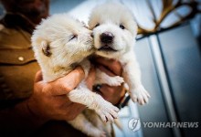 '왕좌의 게임' 속 다이어울프, 멸종 1만3천년 만에 복원 첫발