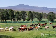 제주마 100여 마리 봄맞이 질주…마방목지 특별 개방
