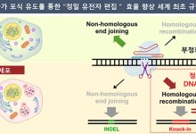 굶주린 세포의 DNA 복구 능력 이용해 유전자가위 정확도 높였다