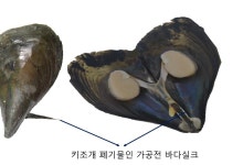 포항공대 연구팀, 키조개 부산물로 고대 로마 최고급 섬유 재현