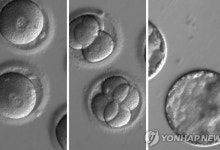 유전 데이터로 아기 선별해 낳는다?…美 스타트업 '슈퍼베이비' 논란