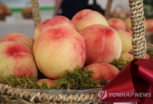 "전주 복숭아 싸게 사세요"…풍남문 광장서 24일 직거래장터