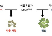 왜 식물이 스스로를 공격할까? 면역 충돌 비밀 밝혀