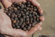 '50% 美관세폭탄' 생산량 1위 브라질 커피 중국시장 노린다(종합)
