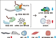 노화 속도 늦추는 단백질 찾았다…RNA 수준 규명