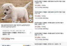 "반려견 14만원에 팔아요"…동물권단체, 쿠팡·네이버 등 업체 고발