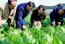1만원하던 배춧값 5000원 밑으로…뚜렷한 하락세에 김장철 안정 전망