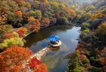 "단풍은 내장산이지" 이번 주말 절정으로 물든다
