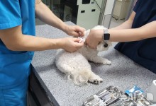 전북도, 설 연휴 응급 동물병원 운영…"3곳은 24시간"