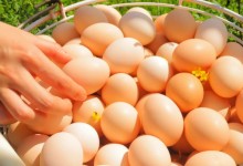 美 계란값 폭등에 '가짜 부활절 계란' 인기