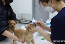 구취·변비 반려동물 진료비도 부가가치세 면제…李정부 공약사항