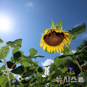 폭염 아직 안끝났다…온열질환자 하루 새 1.5배 '껑충'
