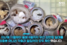 부산에 정착한 중동 바퀴벌레, 번식력 폭발로 방역 비상