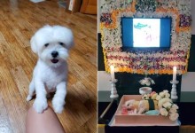 “짖어? 가만안둬” 이웃집 몰티즈 때리고 밟아 죽인 70대