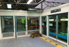 양산 지하철역서 100㎏ 멧돼지 난동…승객 1명 팔 물려