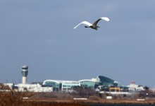 가덕도신공항 조류충돌 위험, 무안공항의 최대 246배