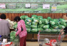‘금배추’ 이번엔 잡힐까...농림부 “10월 중순부터 출하확대”