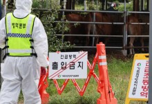 강원도 양양군 한우농가서 럼피스킨 발생… 올해 강원도서 두 번째