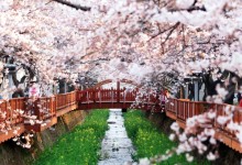 "옆 동네는 사람이 죽었는데 축제가 웬 말"…행사 축소에도 '진해군항제' 논란