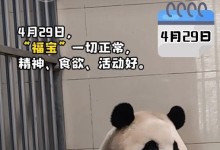 푸바오, 곧 대중들 앞에 선다