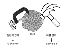 암세포 내 압력 증가가 전이 촉진하는 원리 규명