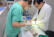 반려인 1500만 시대...순천 ‘반려동물 친화도시’ 만든다
