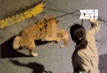 반려견이 길고양이 물어 죽여…견주는 ‘멀뚱멀뚱’