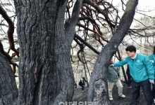 '최악 산불' 국가유산 피해 총 36건…복구에 488억원 투입