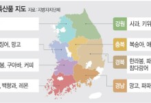 강원 키위·전남 망고… 이상고온에 바뀐 특산물 지도