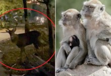 ‘사슴’·‘원숭이’ 포획에 비상 걸린 한∙미 지자체…“시민 안전 위협”