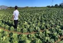 대형마트, 김장철 맞아 배추 2000원 이하 판매…“김장비용 안정 큰 기여”