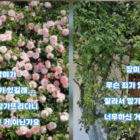 ‘수원 파란대문 장미 수난’ 사건…선의 꺾어버린 60대 남녀, 경찰 ‘출석 요구’