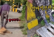 “잡아먹으려고”... 축 늘어진 개, 아스팔트 위로 질질 끌고 간 노인