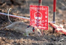 지뢰·불발탄 124개 찾아 기네스북 新…사람 아닌 정체에 깜짝