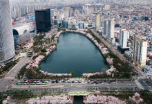 송파구, 4월 2~6일 석촌호수에서 ‘호수벚꽃축제’ 개최