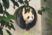 "푸바오 온몸 떨며 이상징후"…中 판다기지 "면밀히 관찰 중"