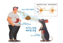 GLP-1 비만치료제의 식욕억제 규명…최형진 서울대 교수, 1월 과기인 수상자