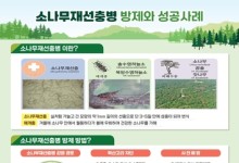 산림청, 소나무재선충병 집중 방제…헬기·드론 예찰 확대