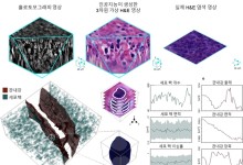 암 조직 '3D·가상염색' 혁신...절개 없이 高해상도로 본다