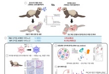 IBS 바이러스기초연, '고병원성 조류인플루엔자' 포유류에 치명적인 이유 최초 규명