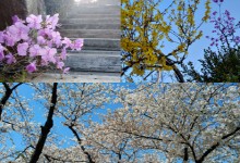 이젠 '꽃피는' 봄인가…다음 주 기온, 평년보다 2~5도↑