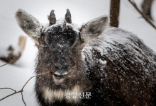 한파에서 천연기념물 ‘산양 구하기’···먹이급이대·쉼터 추가 설치