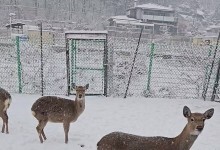 수도권·강원도 대설특보…중대본 1단계·위기경보 ‘주의’ 상향
