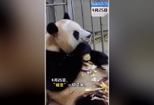 푸바오 격리생활 조만간 종료...中판다센터 영상 추가 공개